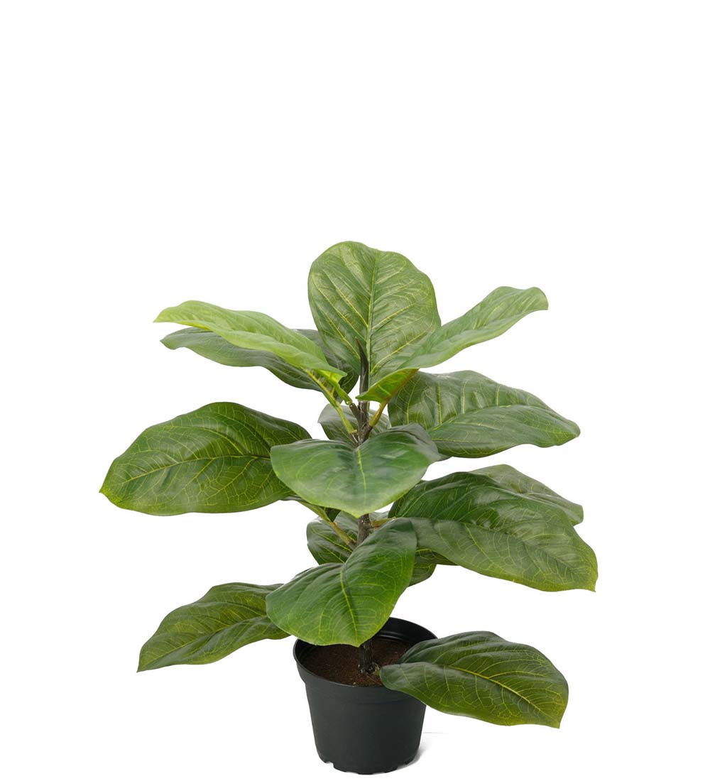 Fiddle leaf fig - Potted plant - Green - 40 cm - 2