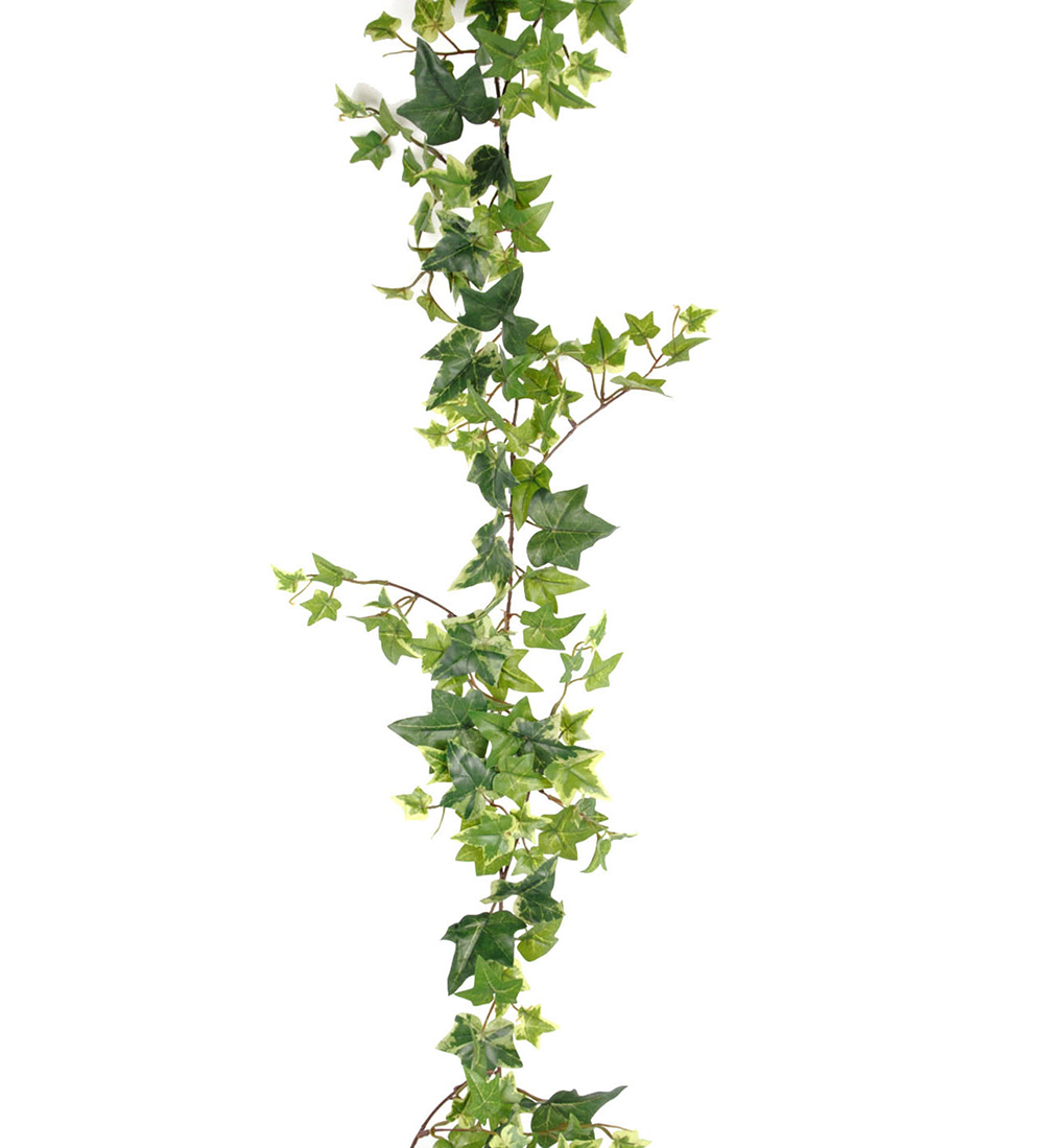 Murgröna - 120 cm - 2