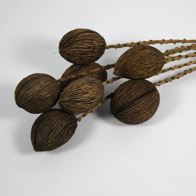 Torkad Mintolakvist - Kvist - 60 cm - 7-pack - 3