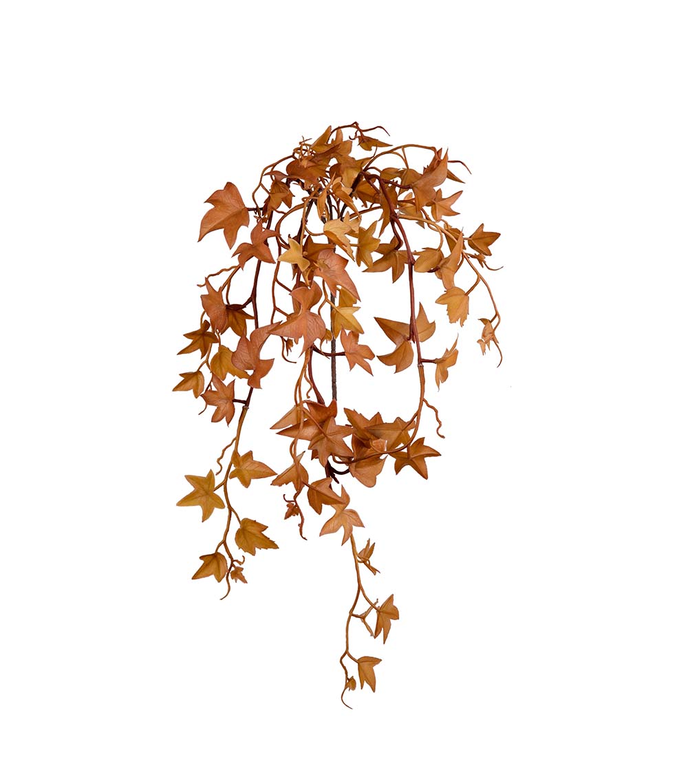 Murgröna - 60 cm - Höst - Brun/Orange - 3