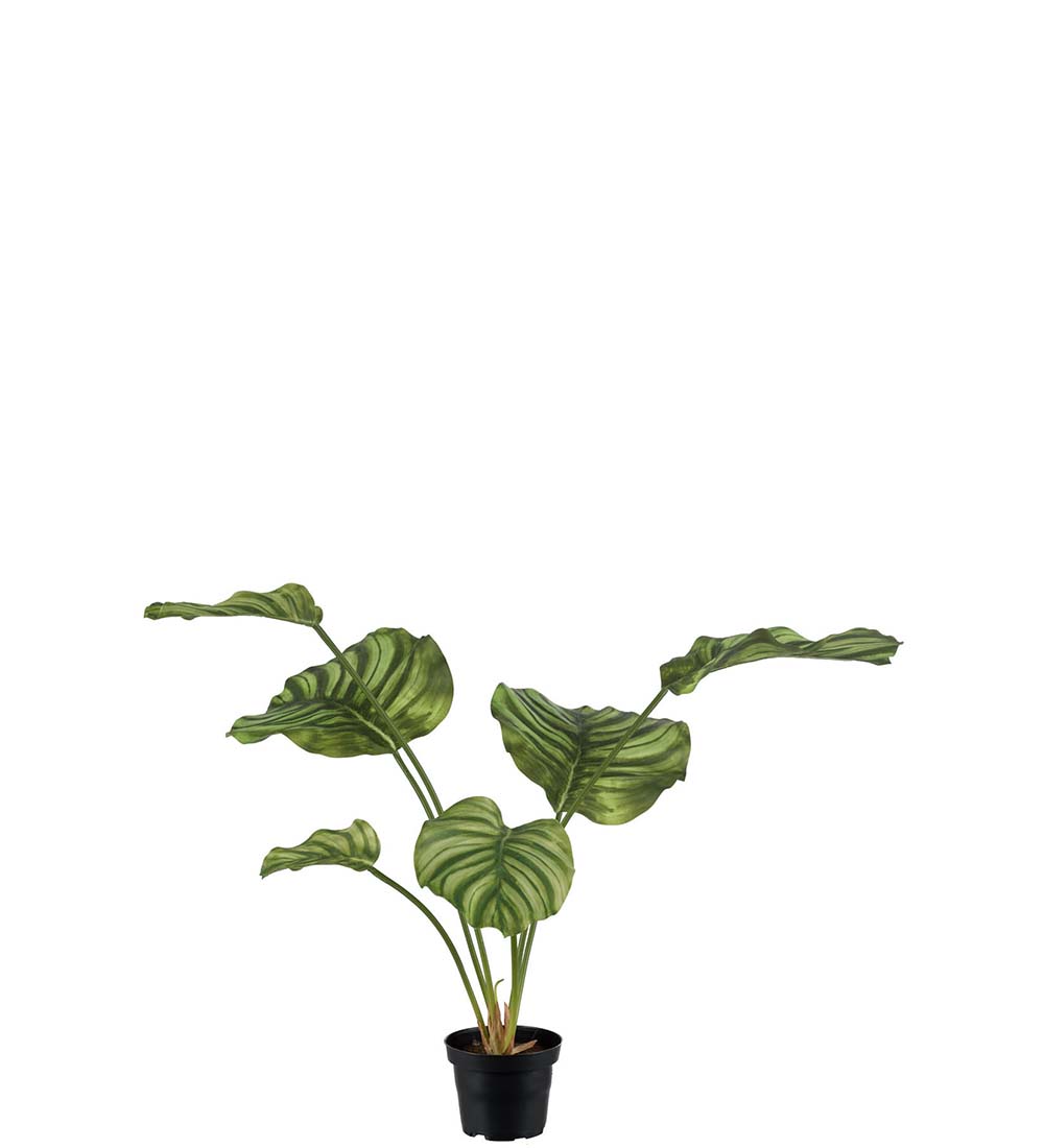 Calathea - Potted plant - Green - 55 cm - 2
