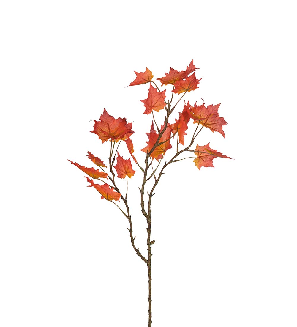 Lönnkvist - Lönn - Kvist - 70 cm - Orange - 2