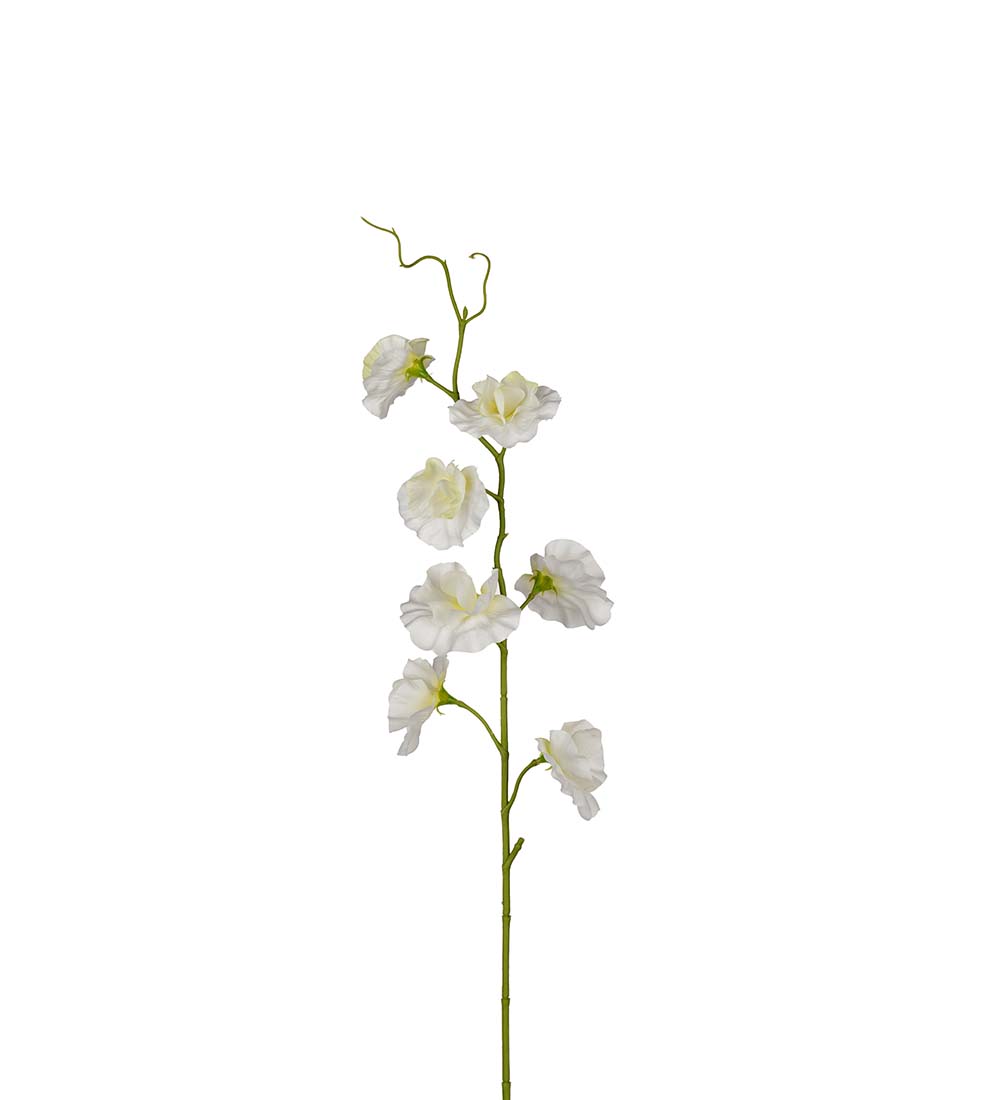 Luktärt Stjälk Vit 55 cm