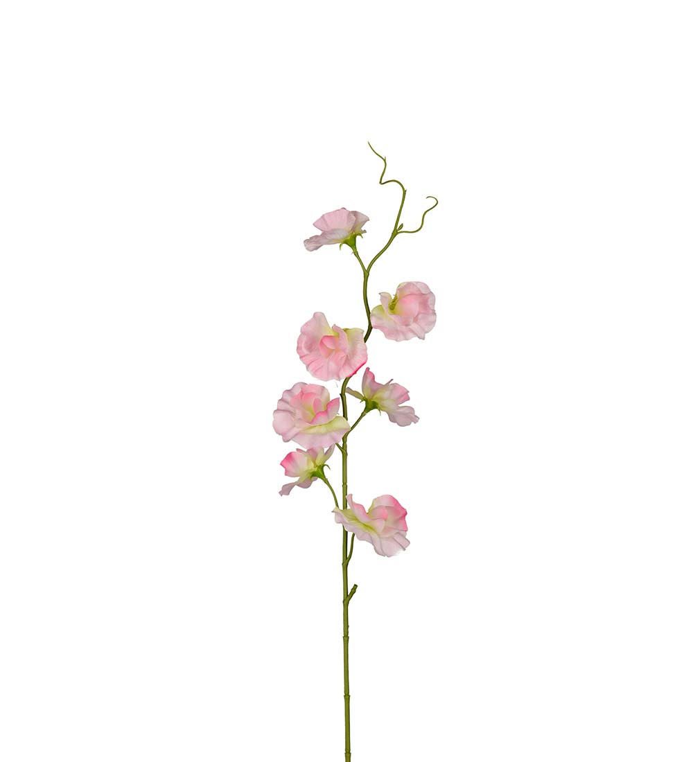 Sweet Pea Stem Pink 55 cm