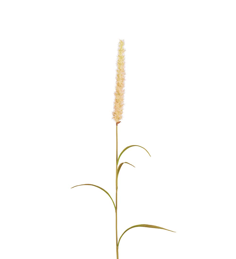 Grass - Grass stalk - 85 cm - Beige - 2
