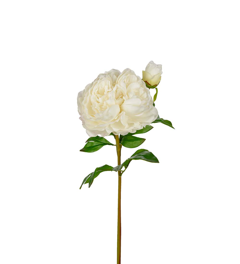 Pion  - Vit - Pionkvist - 65 cm - 3