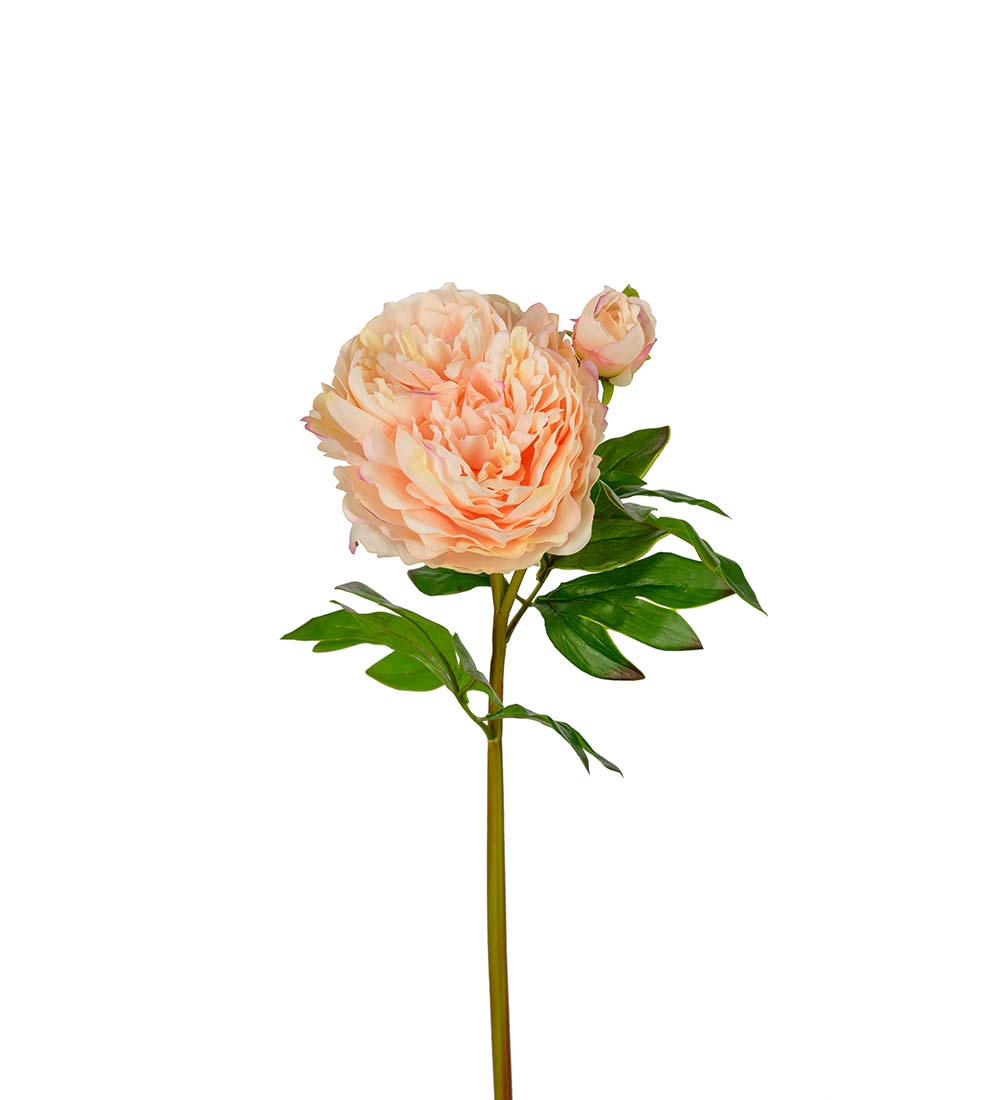 Pion - Aprikos - Pionkvist - 65 cm - 3