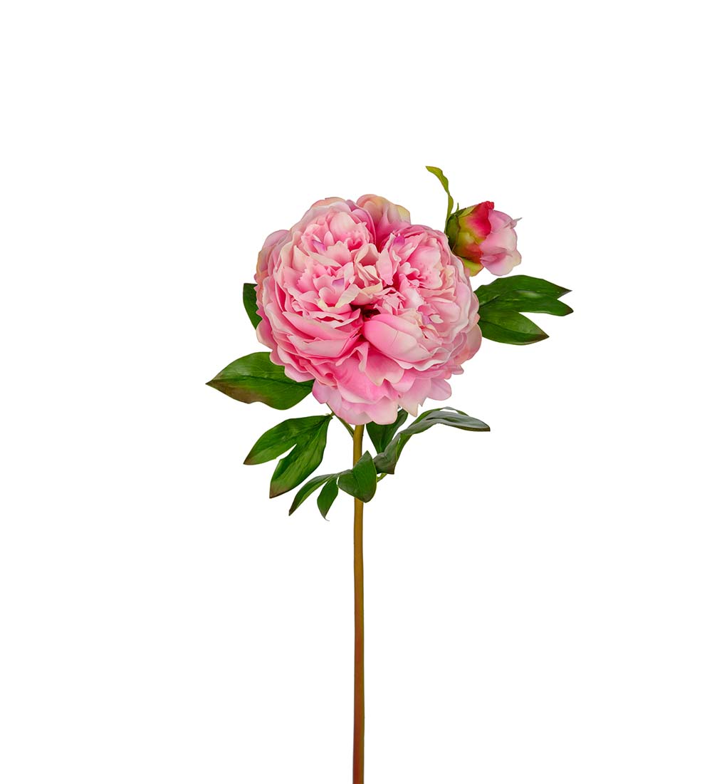 Pion - Rosa - Pionkvist - 65 cm - 4