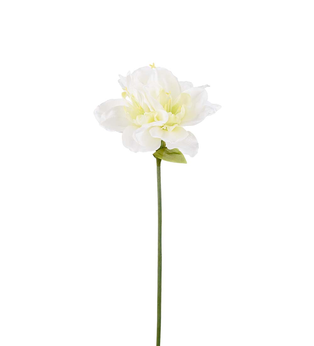 Amaryllis - Vit - 63 cm - 2