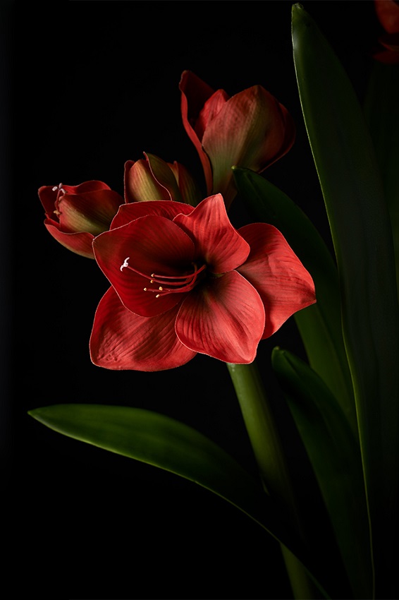 Amaryllis - Röd - 63 cm - 3