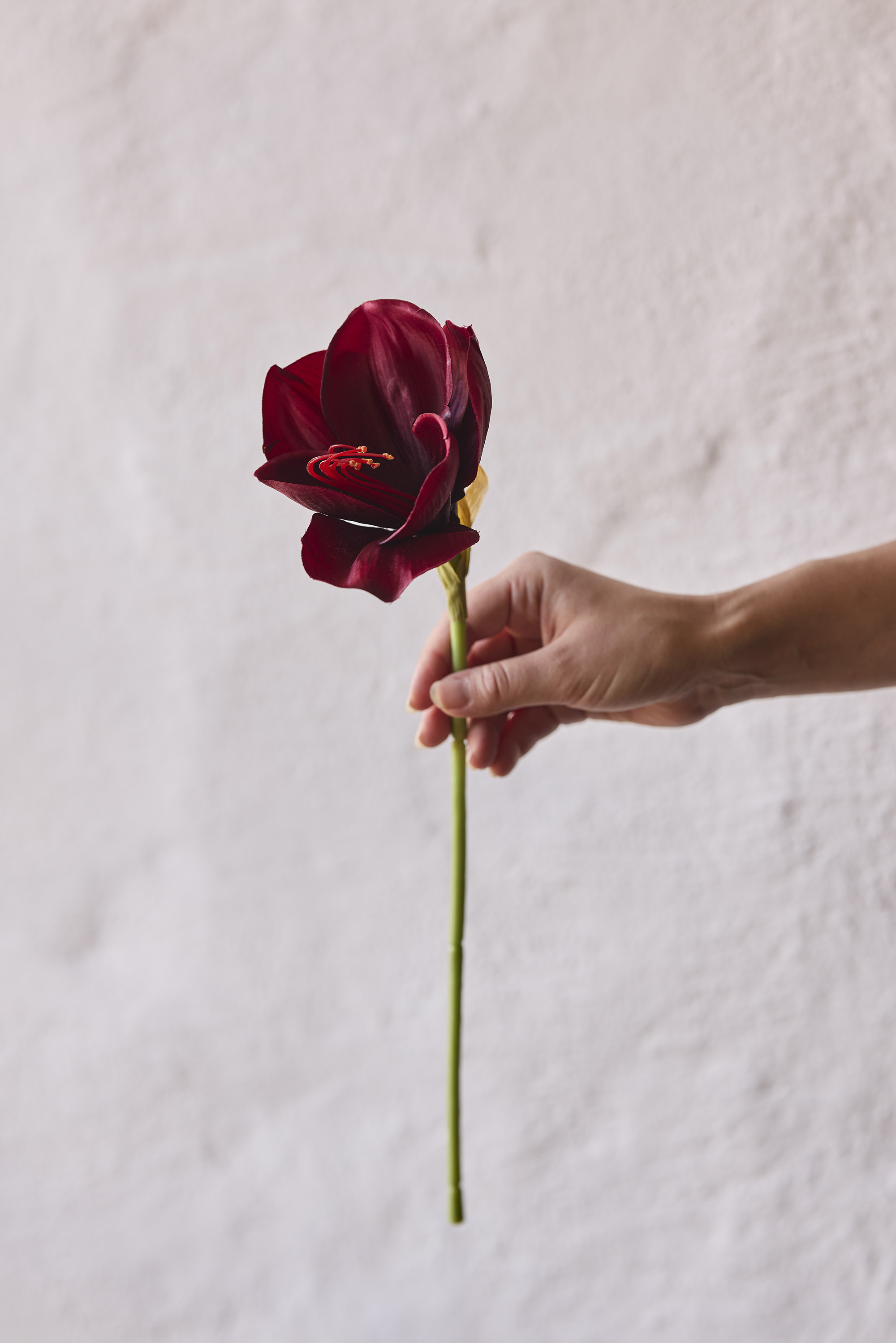 Amaryllis - Röd - 63 cm - 6