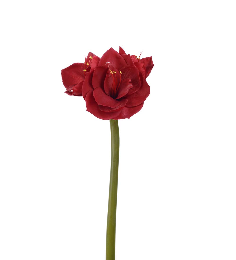 Amaryllis - Röd - 60 cm - 5