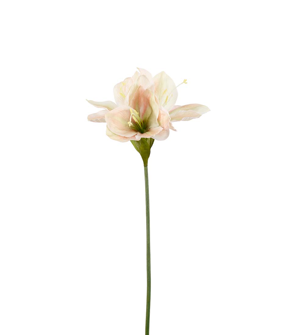 Amaryllis - Ljusgul/Melerad - 63 cm - 6