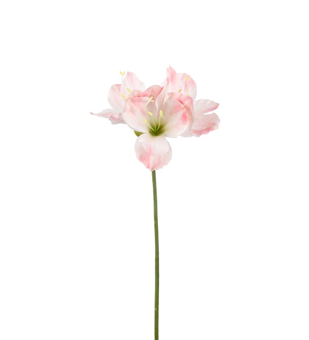 Amaryllis - Rosa - 63 cm - 4