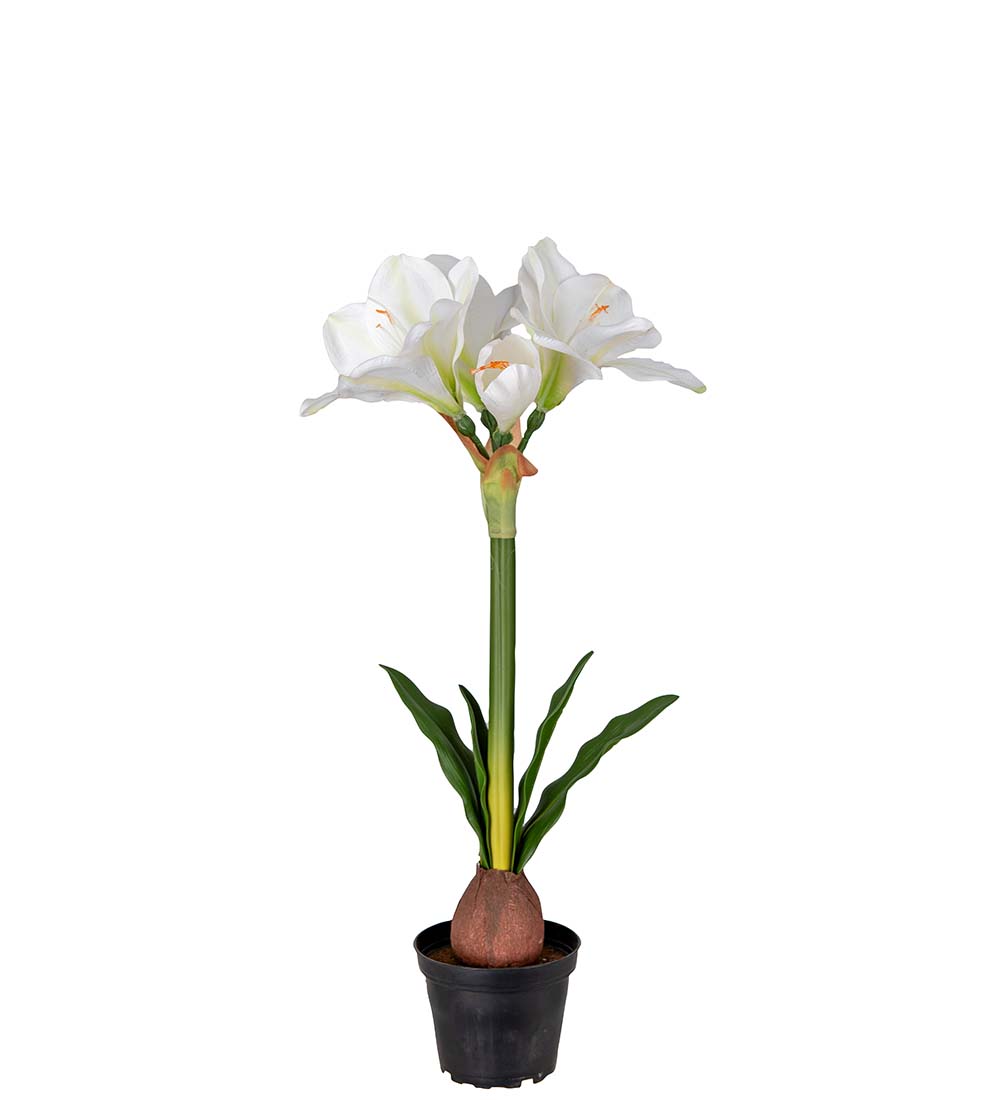 Amaryllis i kruka - Vit - 50 cm - 2