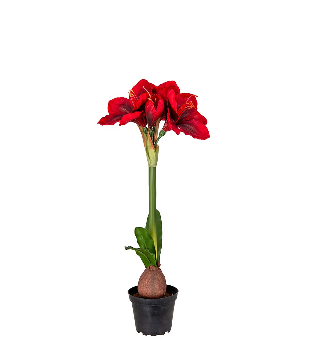 Amaryllis in pot - Red - 50 cm - 2