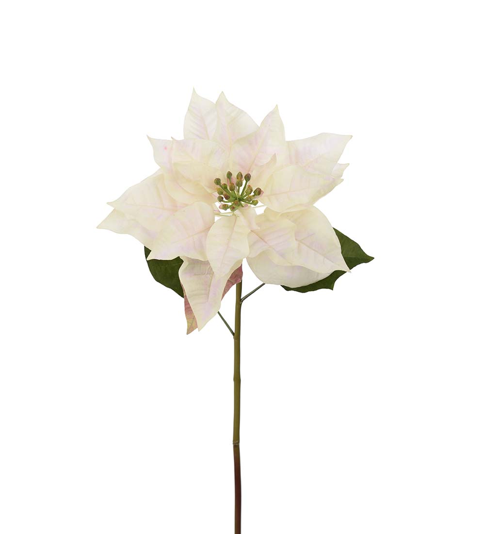 Poinsettia Cream 70 cm - 2