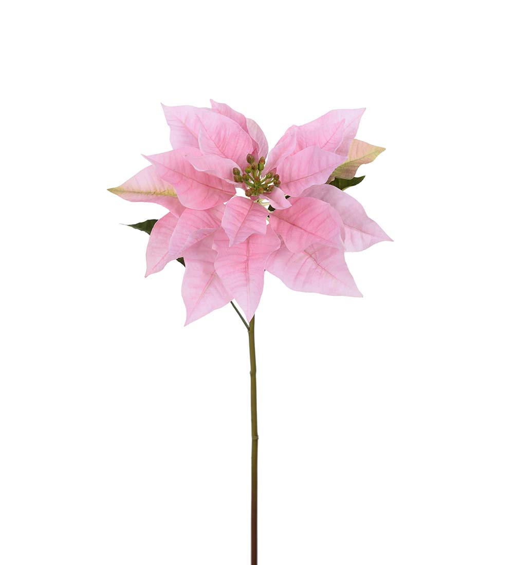 Julstjärna Rosa 70 cm - 5