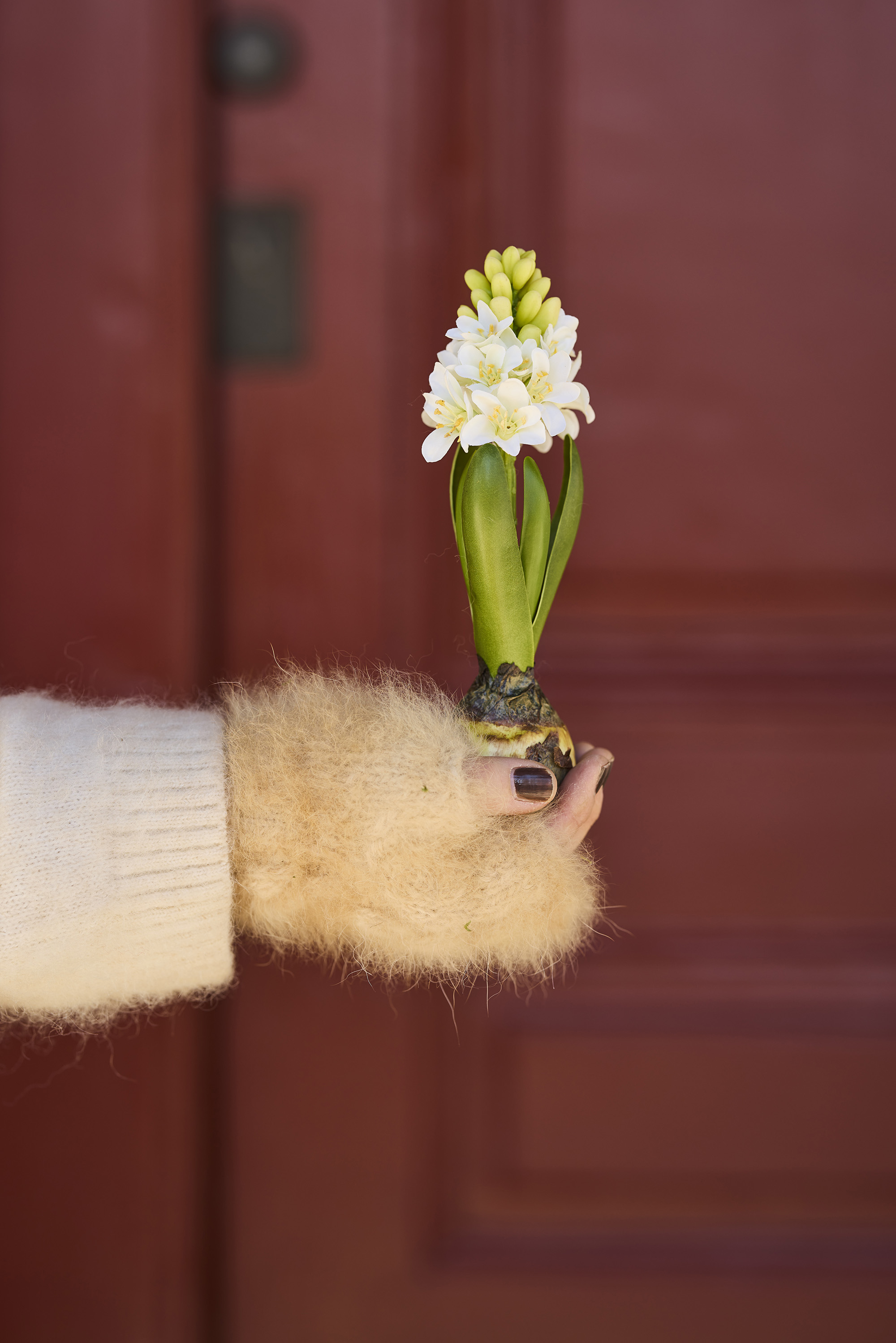 Hyacinth with bulb - 20 cm - 2