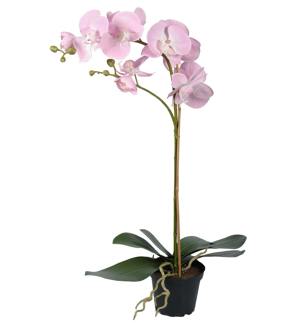 Phalaenopsis - Orkidé - Plastkruka - Rosa - 60 cm