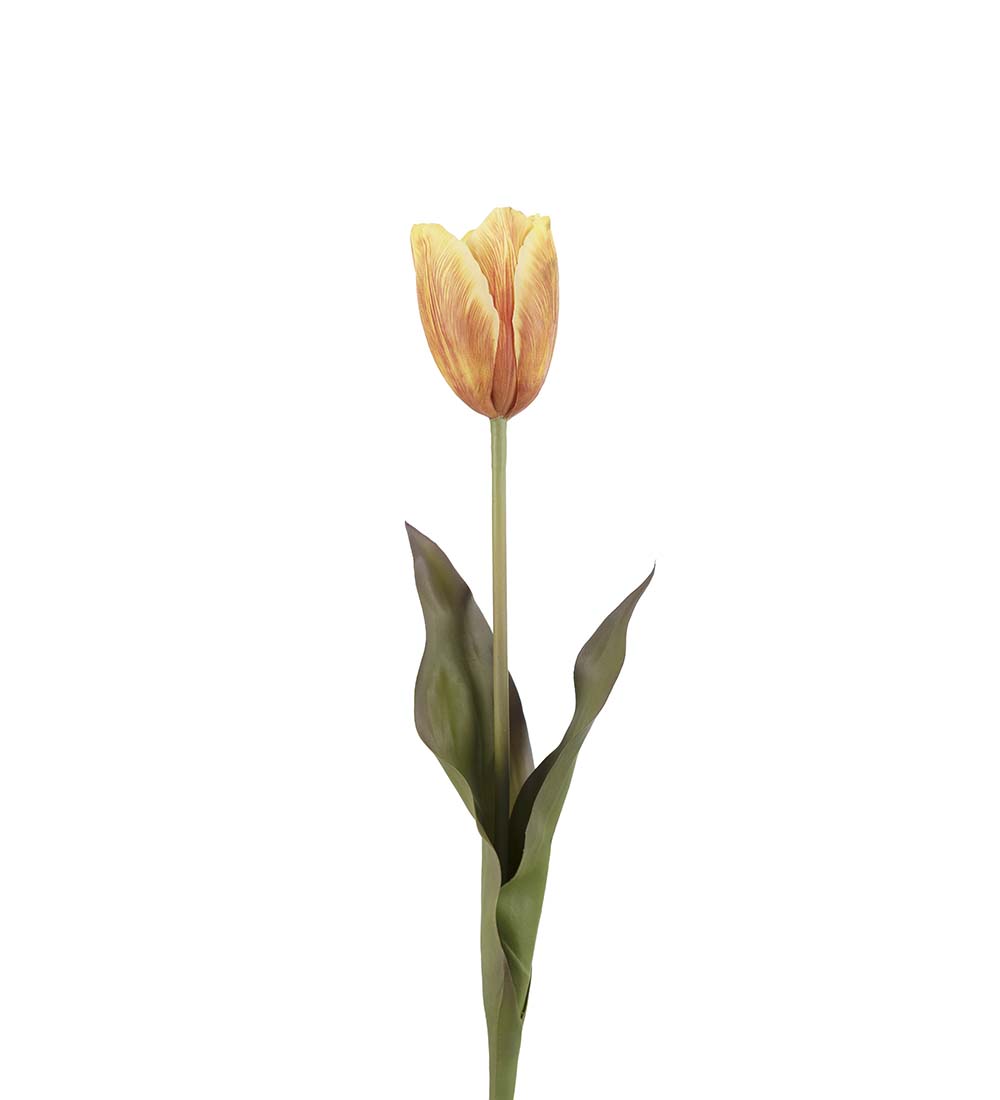 Tulpan - Orange/Aprikos - 58 cm - 1 styck - 2