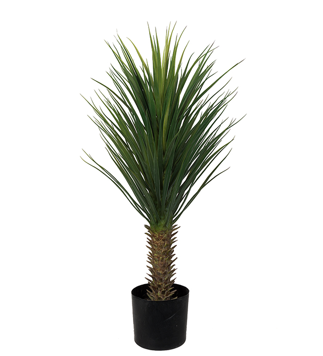Yucca Rostrata - Tree - 100 cm - 1 piece