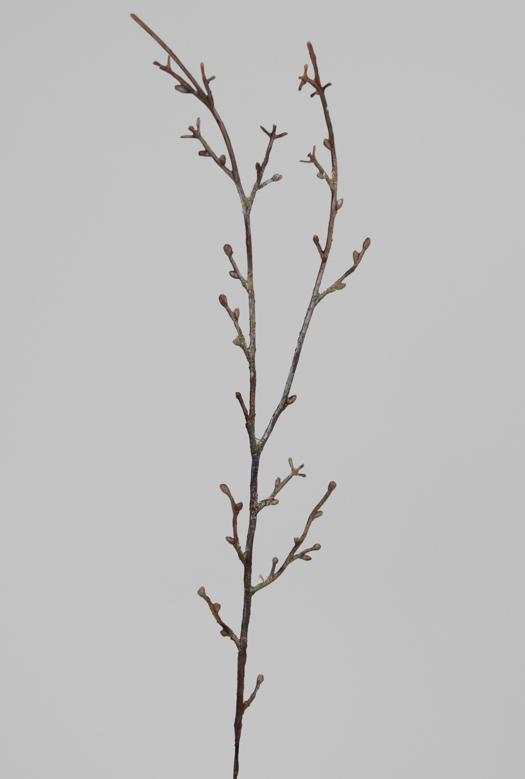Birch twig - Birch - Twig - 40 cm - 3