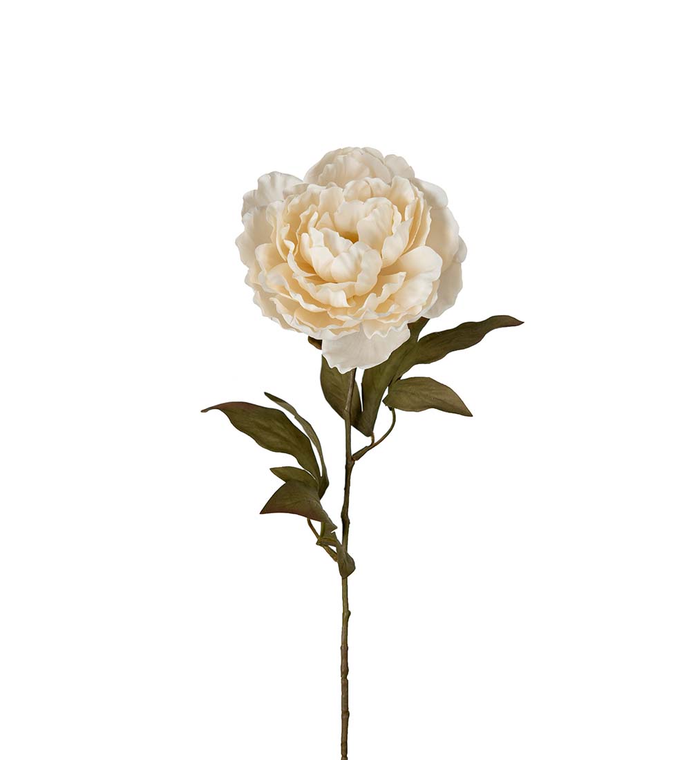 Dried Peony - 65 cm - Cream