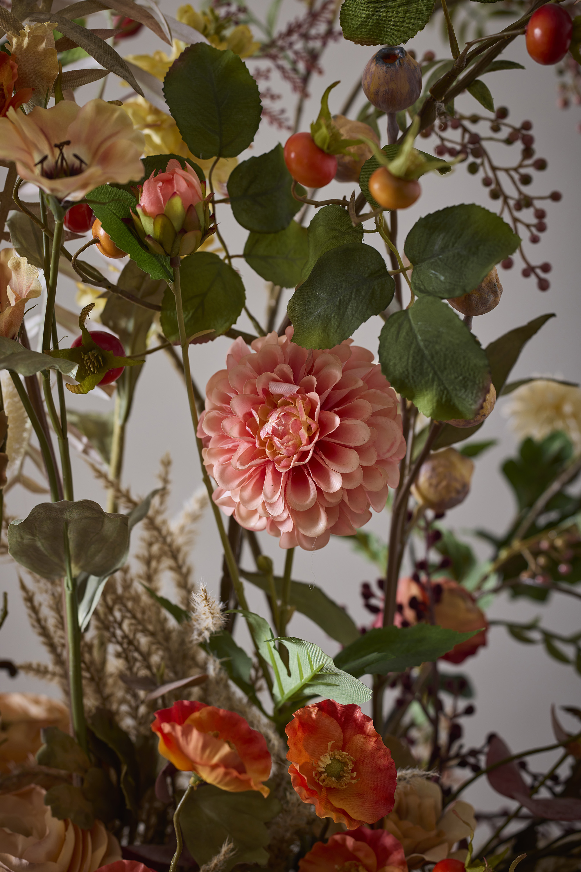Zinnia - Apricot - 45 cm - 3