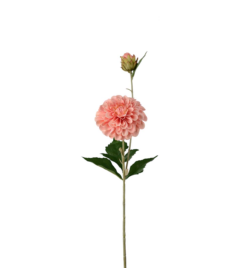 Dahlia Kvist 66 cm - Aprikos - 3