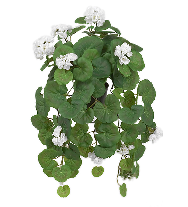 Hanging geranium - White - 50 cm - 4