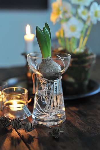 ERNST LÖKVAS / GLASVAS / HYACINTVAS HÖG