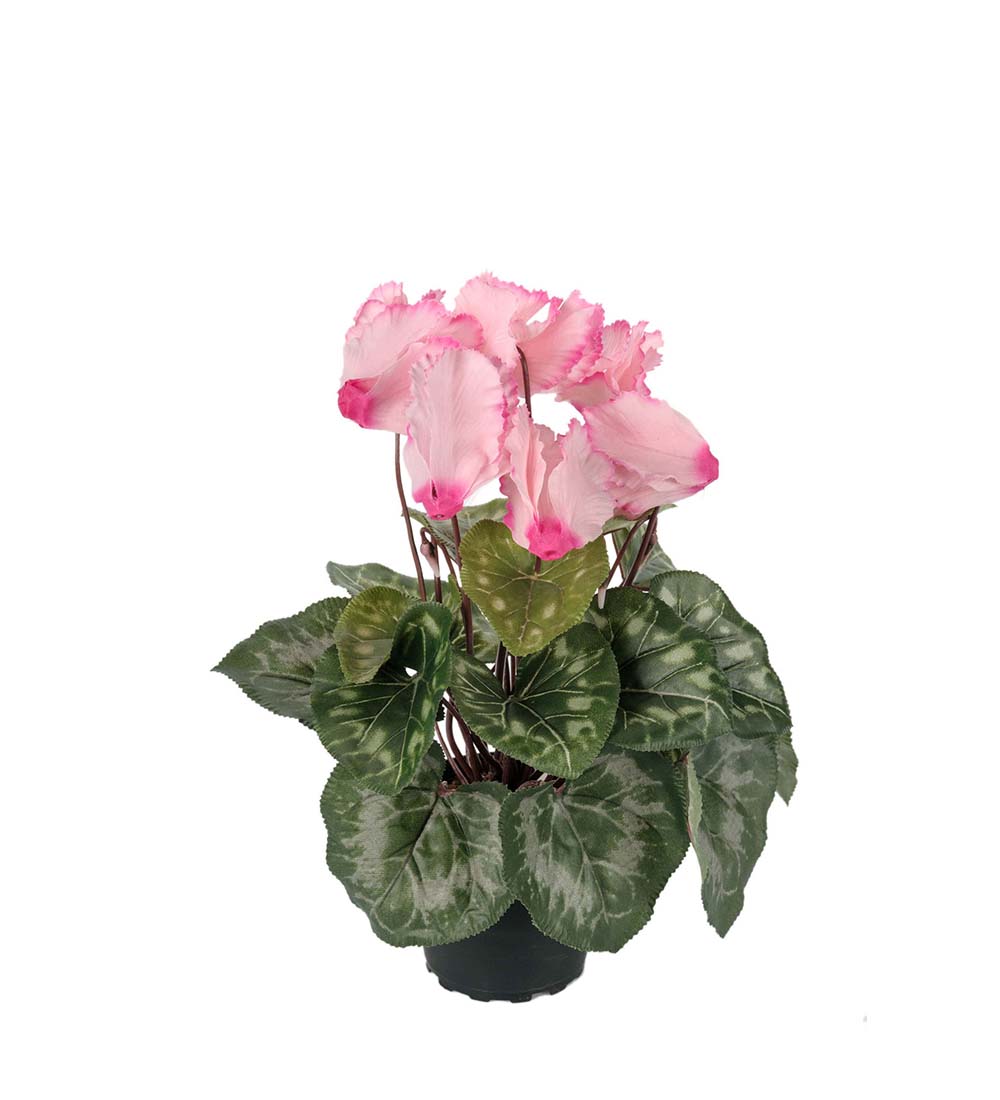 Cyclamen in plastic pot - Pink - 32 cm - 2