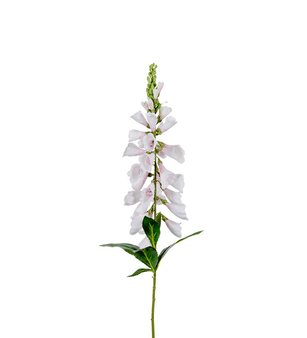 Digitalis - Fingerborgsblomma Vit - 90 cm - 3
