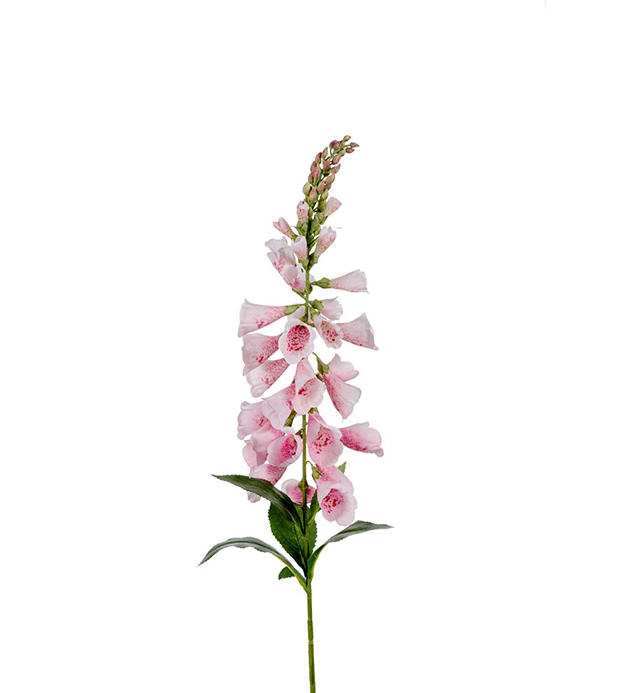 Digitalis - Foxglove Pink - 90 cm - 3
