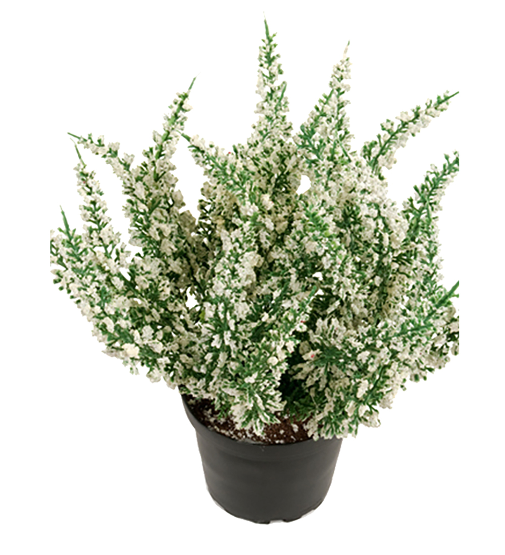 Ljung - Konstväxt- Vit - 28 cm - 3