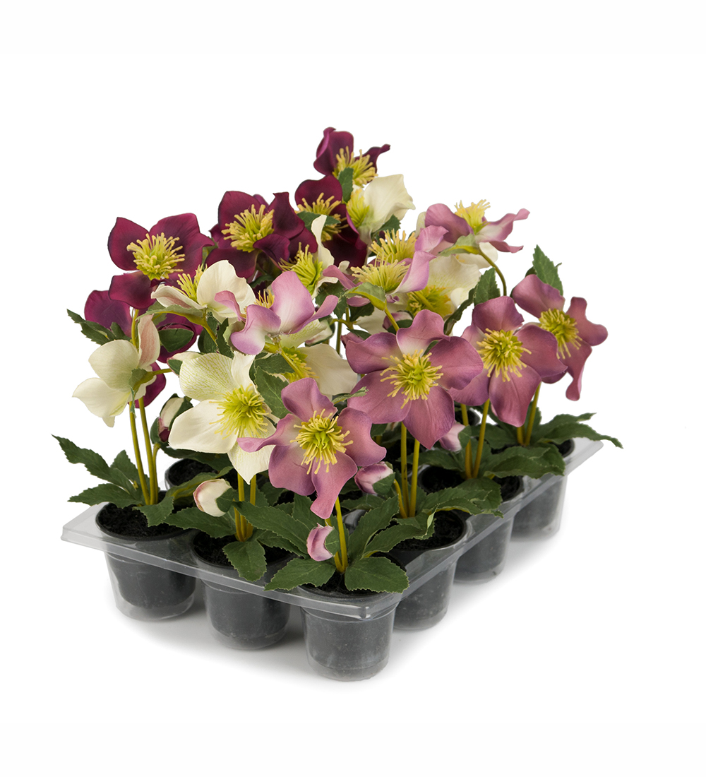 Christmas rose in mini pot - Purple - 20 cm - 2