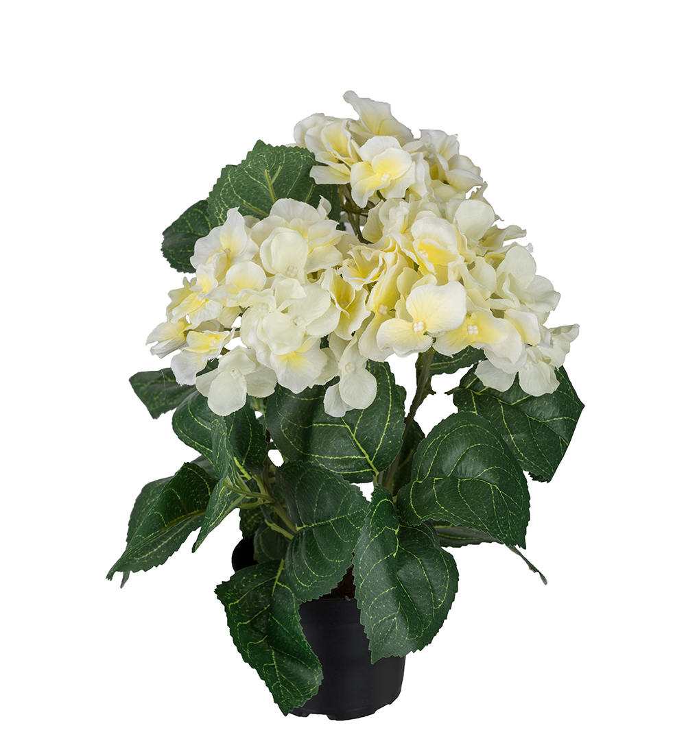 Hydrangea in plastic pot - 30 cm - 2