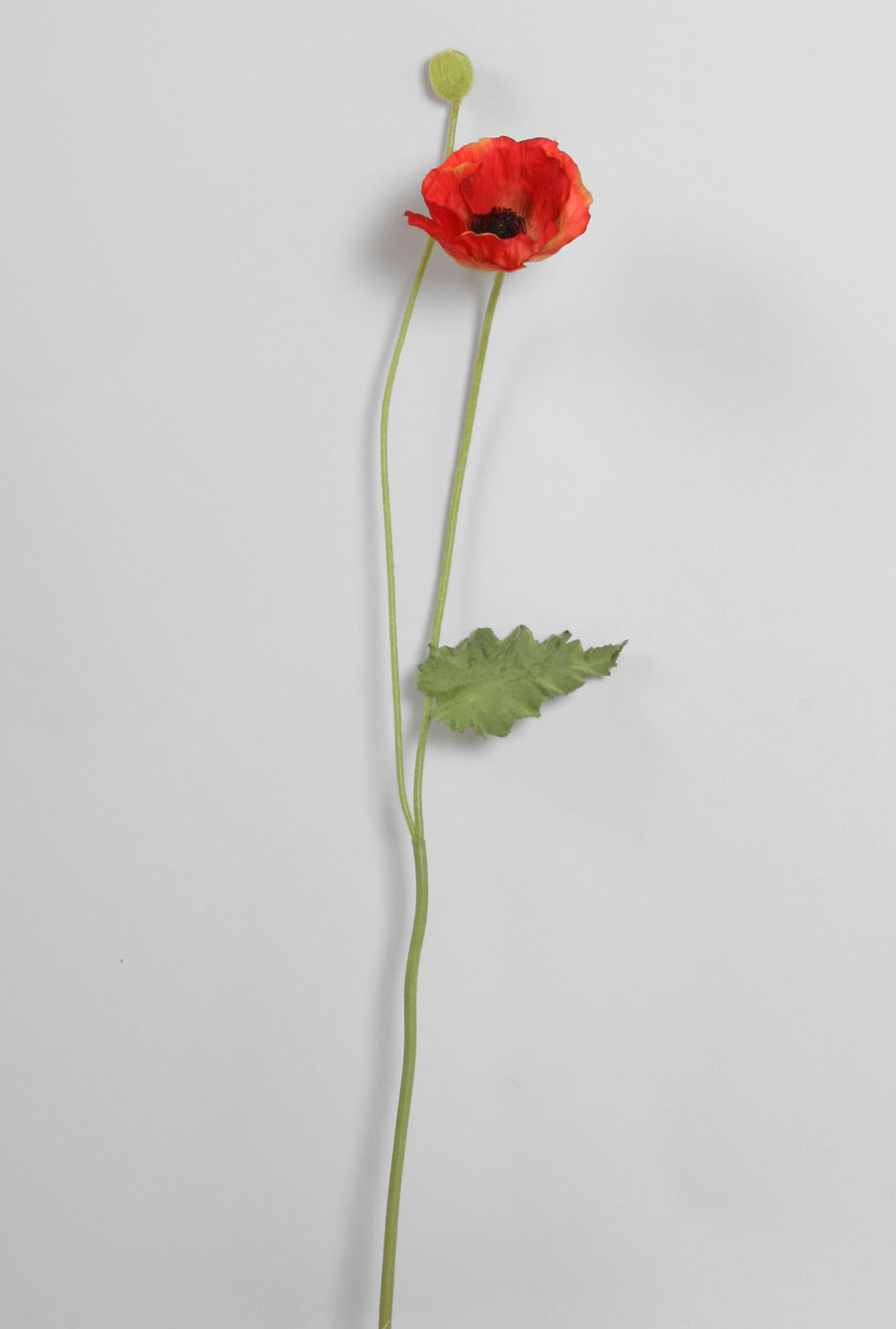 Vallmo - Iceland Poppy - 54 cm - Röd - 1 styck - 2