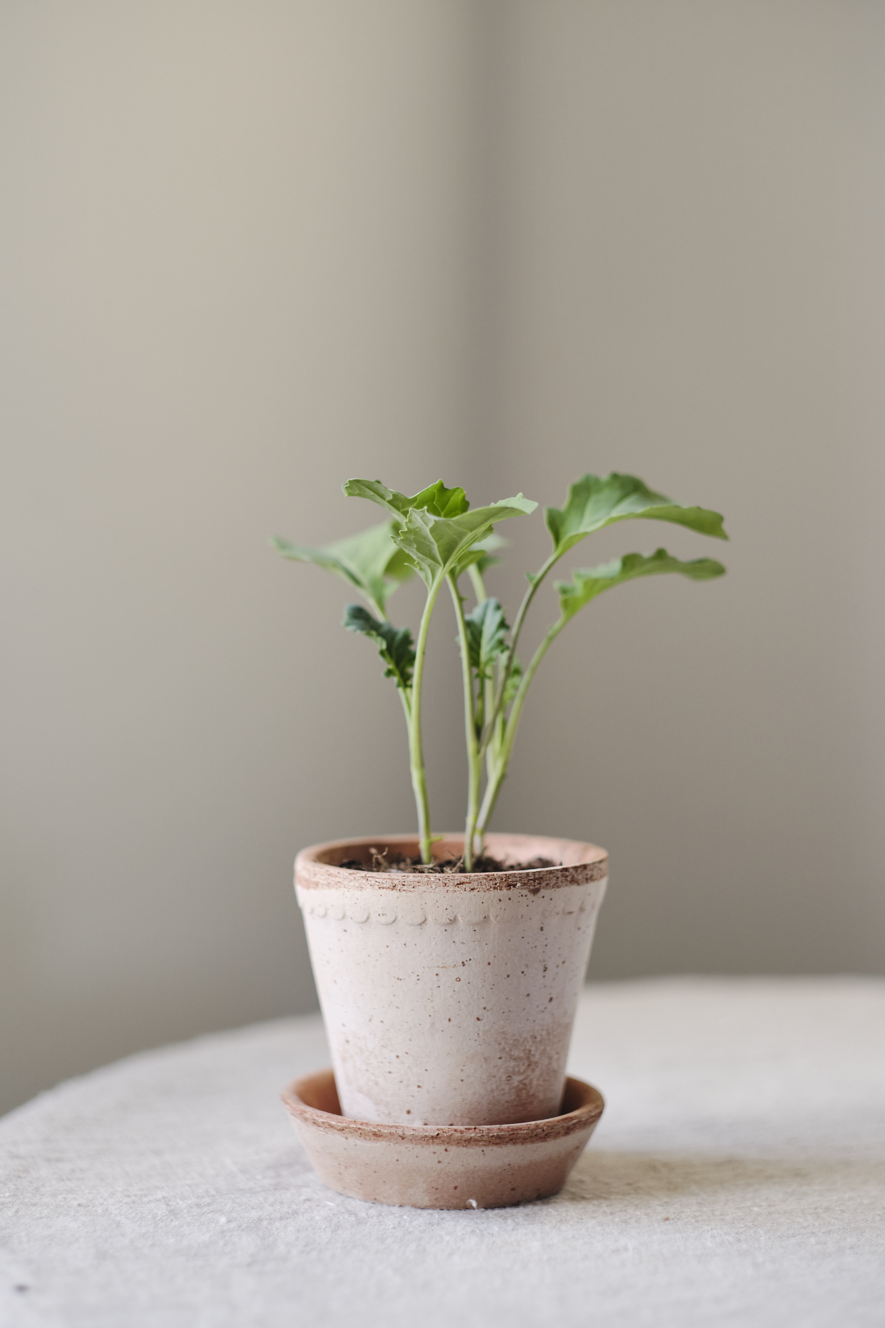 POT WITH SAUCER HELENA MINI LIGHT - BERGS POTTER - 18