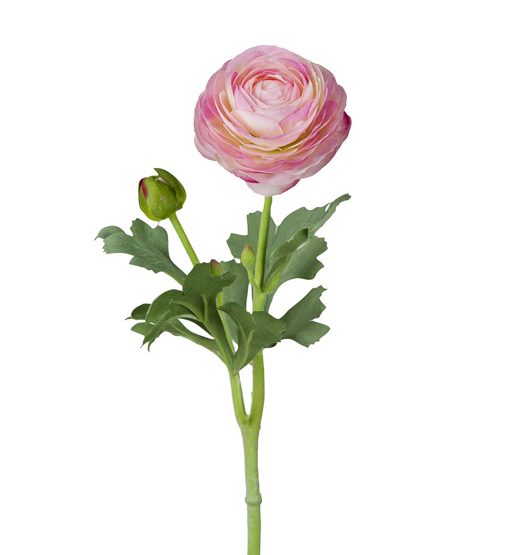 Ranunkel - Ranuncel - Kvist - Rosa - 50 cm - 2