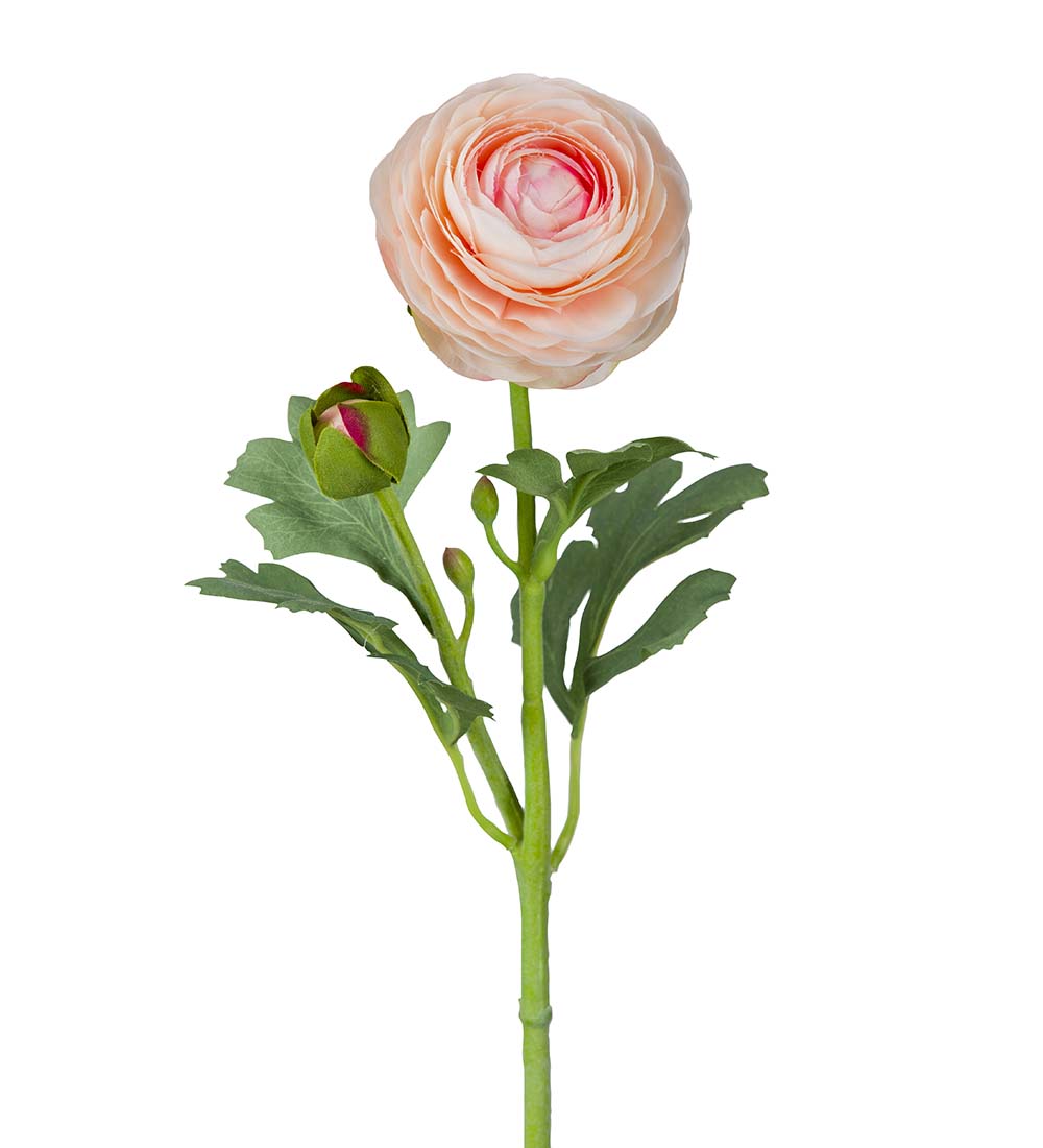 Ranunculus - Ranuncel - Branch - Apricot - 50 cm - 3