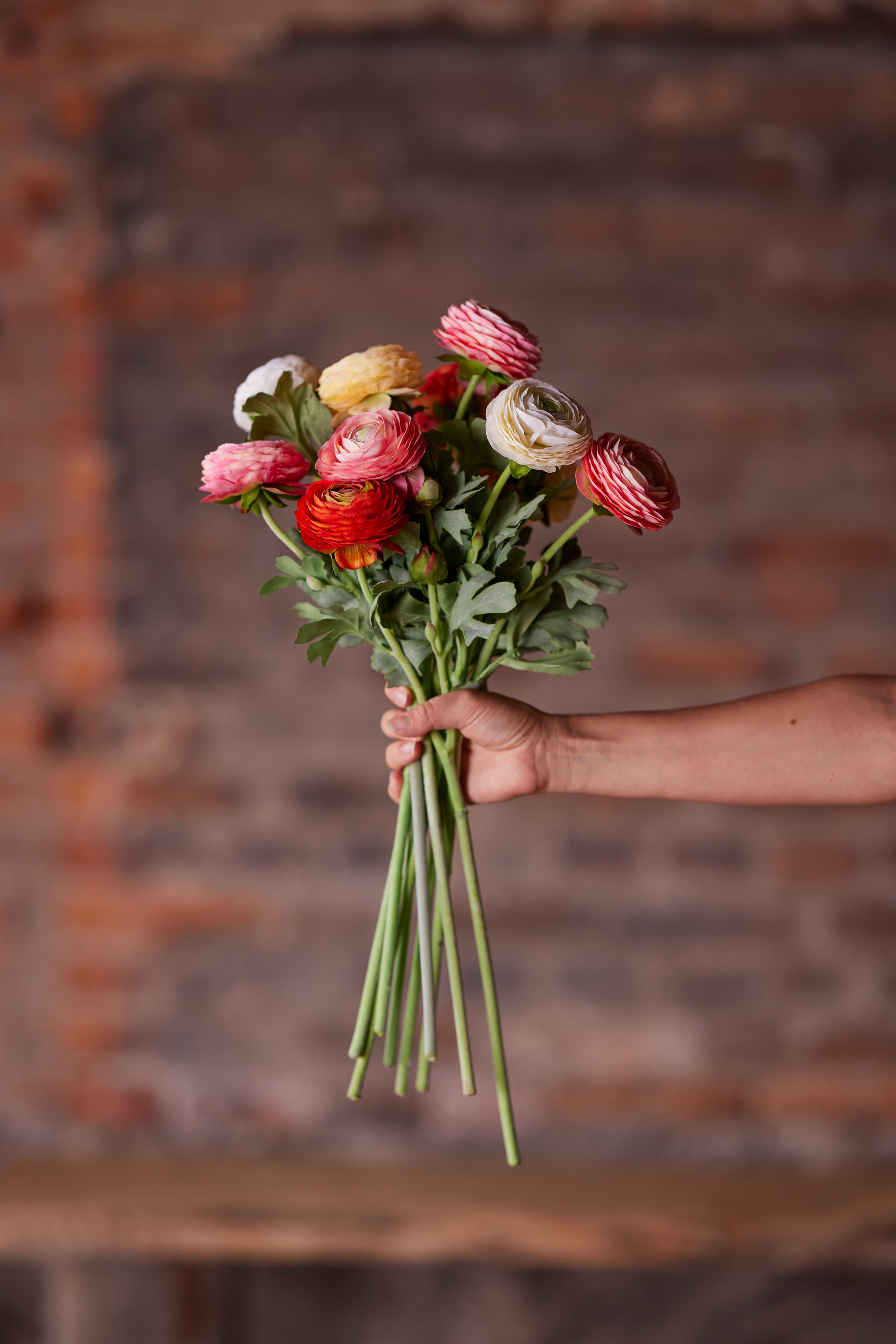 Ranunculus - Ranuncel - Branch - Apricot - 50 cm - 4