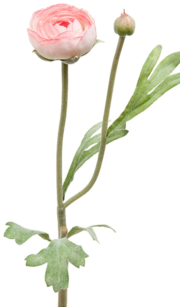 RANUNKEL - RANUNCEL - LJUSROSA - 34 CM - 5