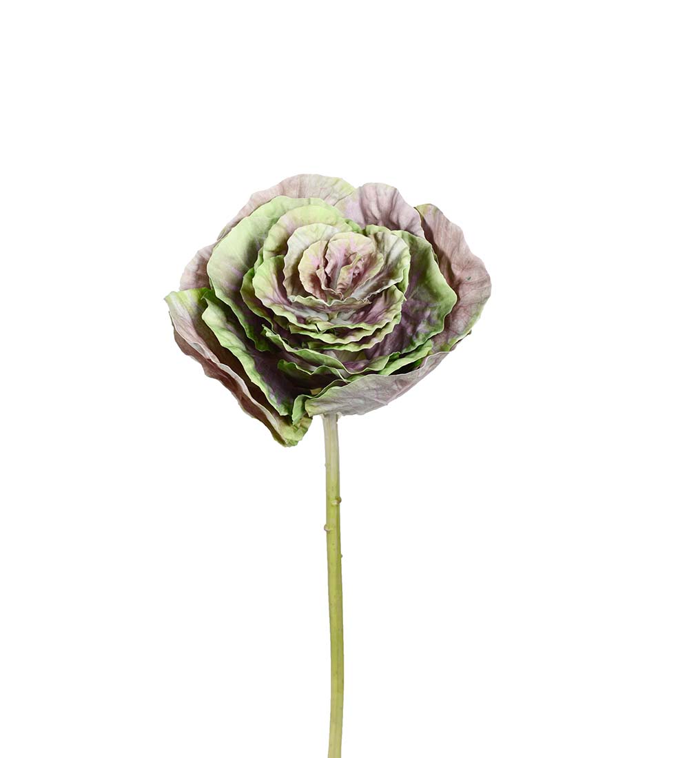 Ornamental cabbage - Cut flower - 60x25 cm - Green/Purple - 2