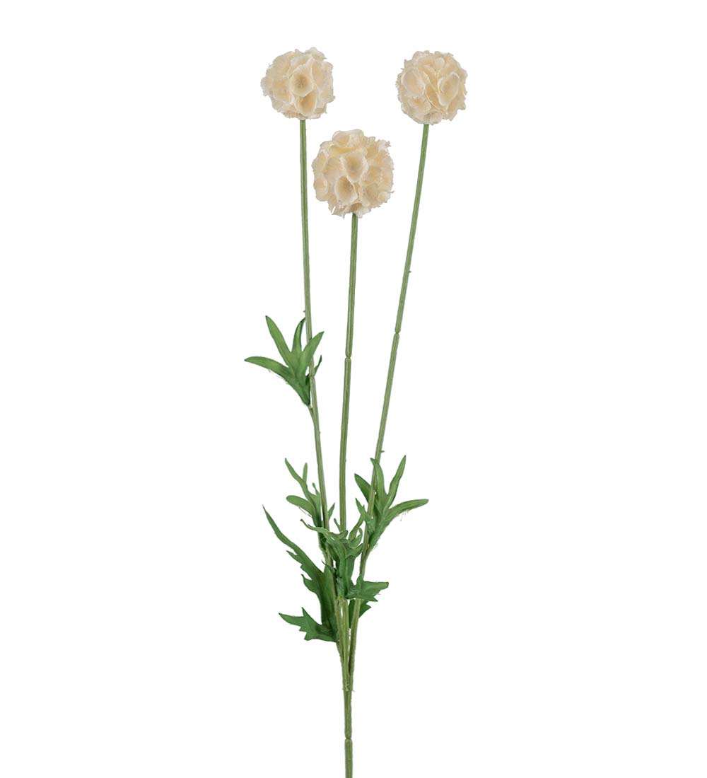 Scabiosa Stem Champagne 60 cm - 4