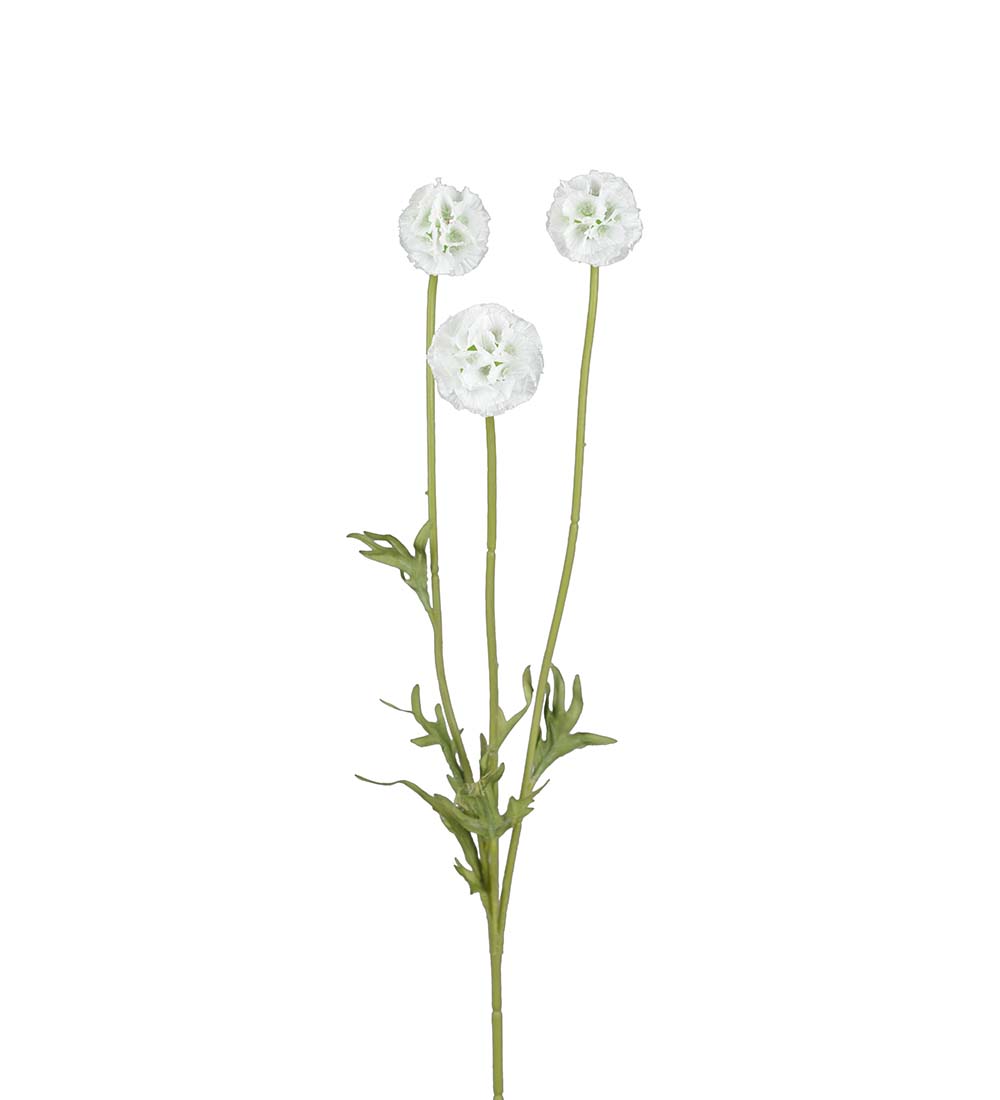  Scabiosa Stjälk Vit 60 cm - 3