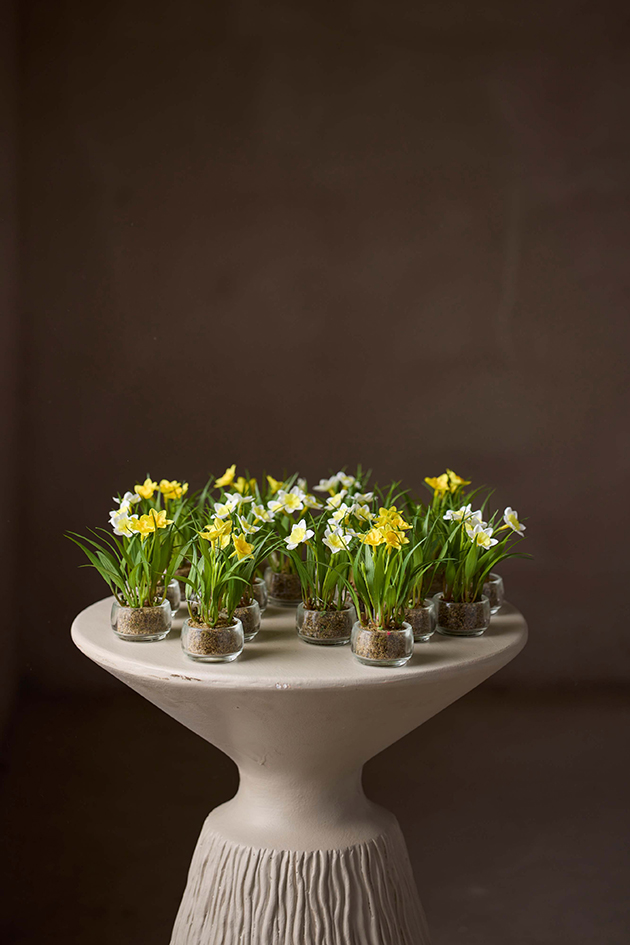 Narcissus in pot - Yellow - 10 cm