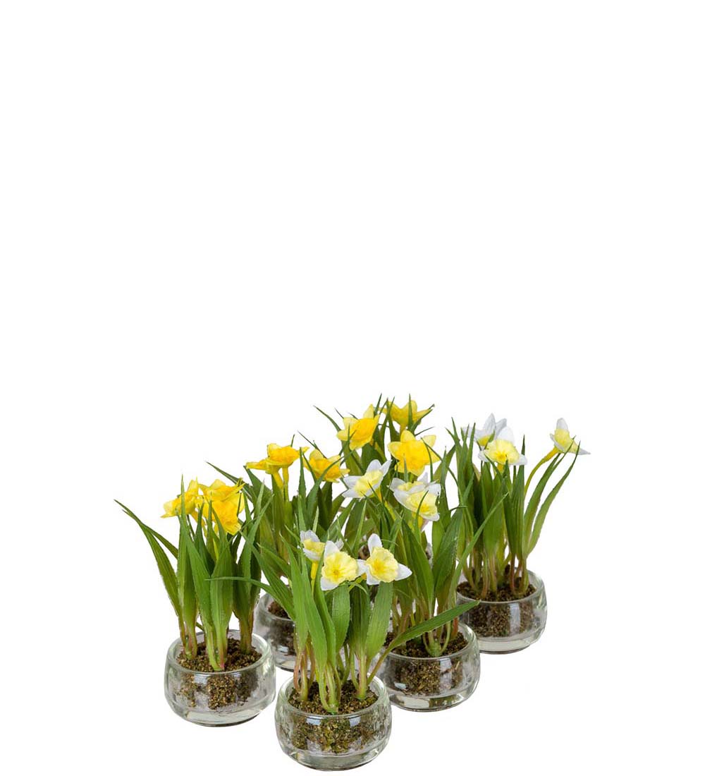 Narcissus in pot - Yellow - 10 cm - 2