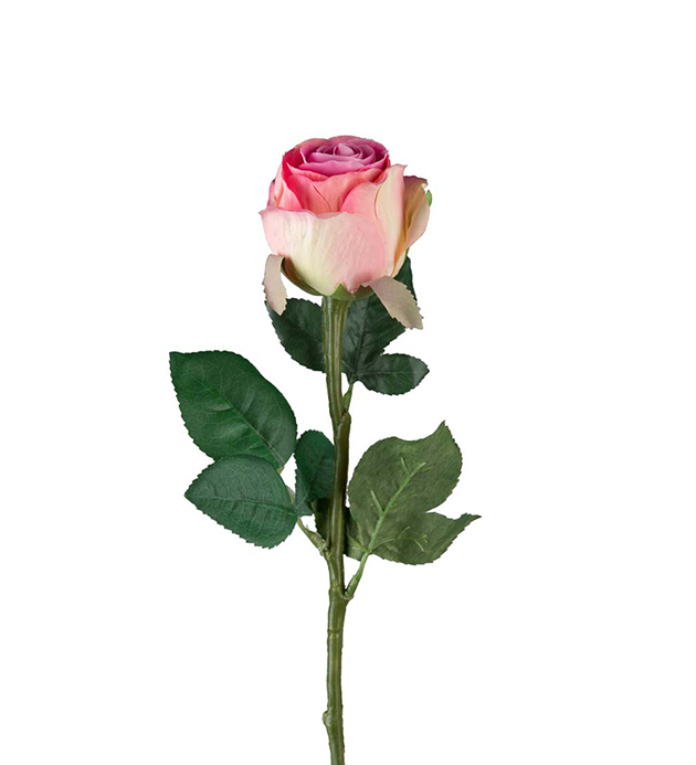 Rose - 50 cm - Dark pink - 6